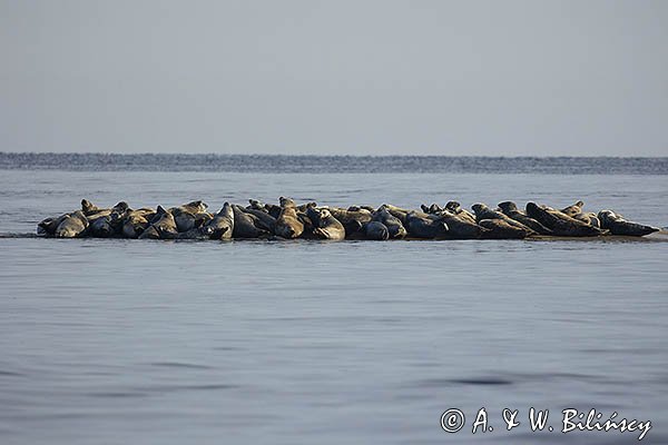 Szarytka morska, foka szara, Halichoerus grypus