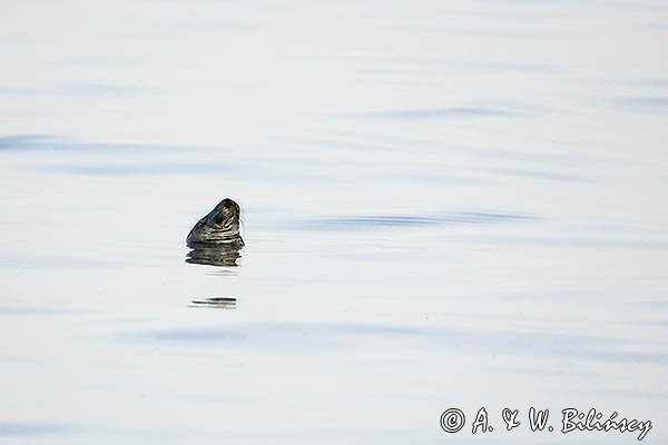 Szarytka morska, foka szara, Halichoerus grypus