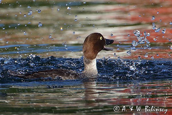 Gągoł, gągoł krzykliwy, Bucephala clangula, samica