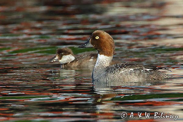 Gągoł, gągoł krzykliwy, Bucephala clangula, pisklę i samica
