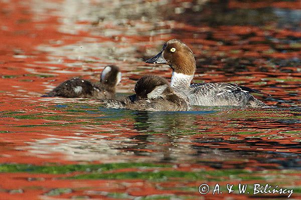 Gągoł, gągoł krzykliwy, Bucephala clangula, pisklę i samica