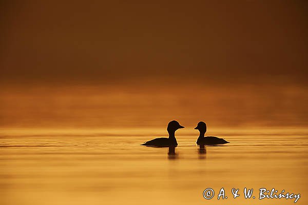 Gągoł, gągoł krzykliwy, Bucephala clangula