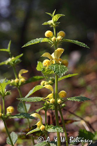 Gajowiec żółty, Galeobdolon luteum