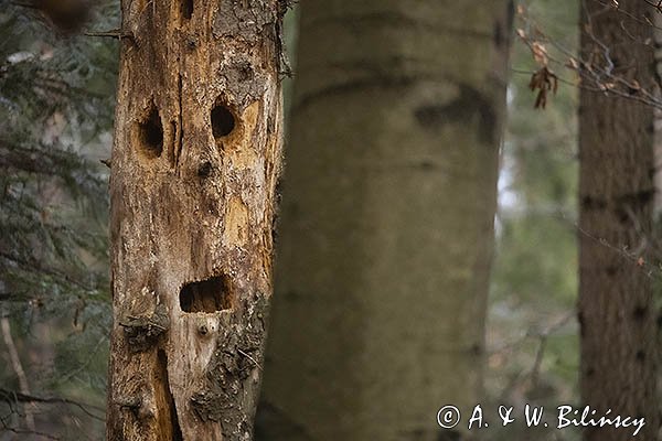 Gęba, dziuple w martwym drzewie
