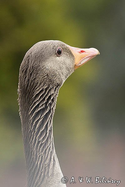 Gęś gęgawa, gęgawa, Anser anser