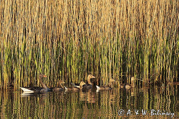 Gęś gęgawa, gęgawa, Anser anser , rodzina