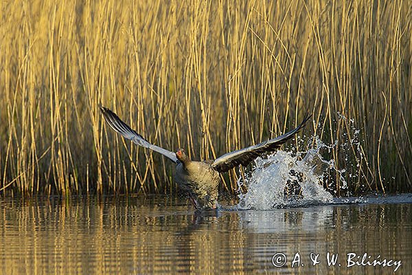 Gęś gęgawa, gęgawa, Anser anser