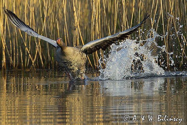 Gęś gęgawa, gęgawa, Anser anser