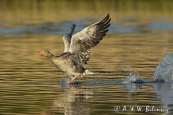 Gęś gęgawa, gęgawa, Anser anser