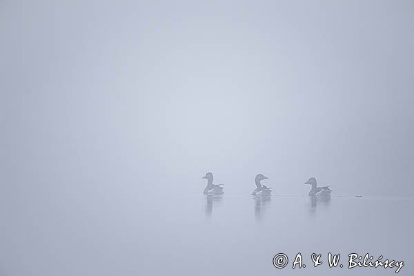 Gęś gęgawa, gęgawa, Anser anser