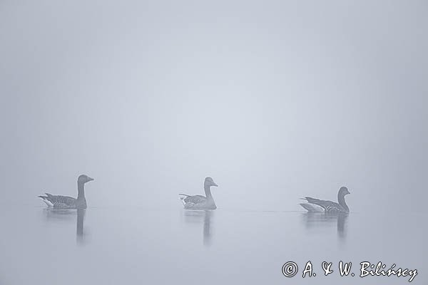 Gęś gęgawa, gęgawa, Anser anser