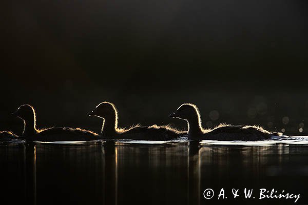 Gęś gęgawa, gęgawa, Anser anser, sylwetki piskląt