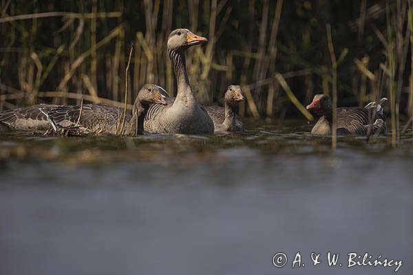 Gęś gęgawa, gęgawa, Anser anser