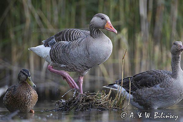 Gęś gęgawa, gęgawa, Anser anser