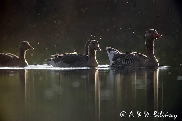 Gęś gęgawa, gęgawa, Anser anser, dorosły i pisklęta