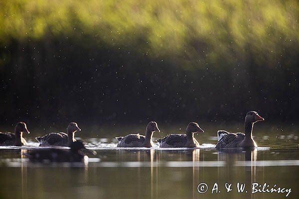 Gęś gęgawa, gęgawa, Anser anser