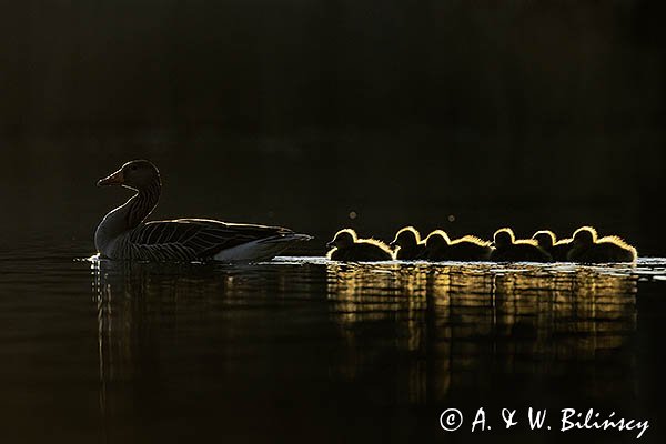 Gęś gęgawa, gęgawa, Anser anser, para z piskletami