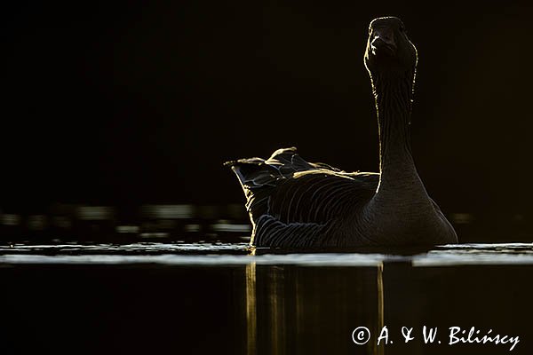 Gęś gęgawa, gęgawa, Anser anser