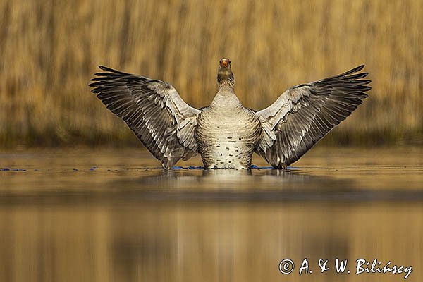 Gęś gęgawa, gęgawa, Anser anser
