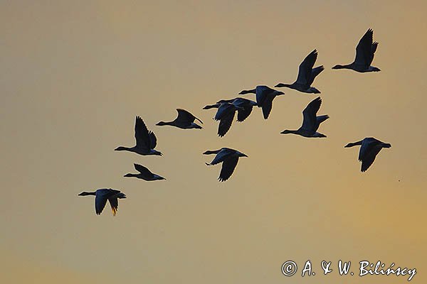 Gęś gęgawa, gęgawa, Anser anser