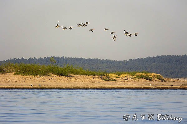 Gęś gęgawa, gęgawa, Anser anser, klucz