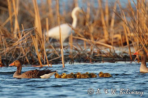 gęś gęgawa z pisklętami, Anser anser
