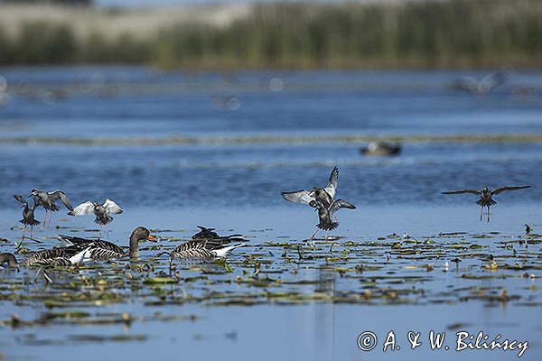 Brodziec śniady, Tringa erythropus