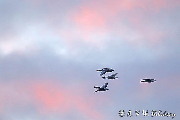 Dzikie gęsi, gęgawy