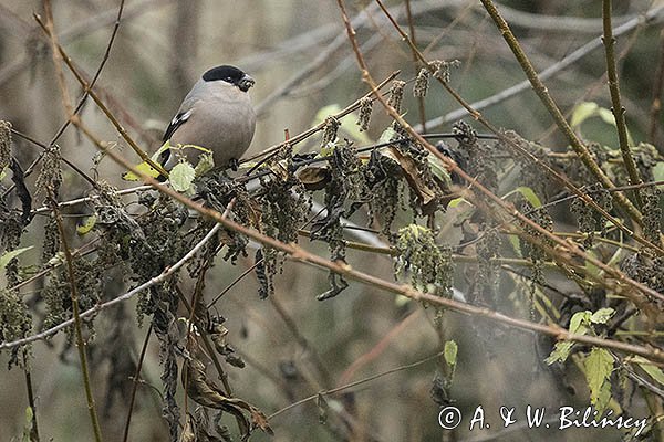 Gil zwyczajny, gil, Pyrrhula pyrrhula, samica