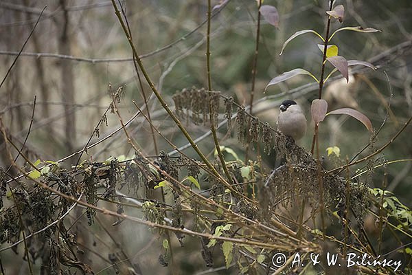Gil zwyczajny, gil, Pyrrhula pyrrhula, samica