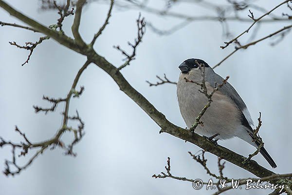 Gil zwyczajny, gil, Pyrrhula pyrrhula, samica