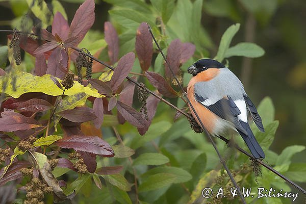 Gil zwyczajny, gil, Pyrrhula pyrrhula, samiec