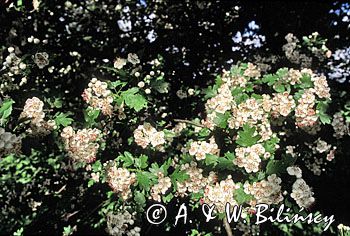 głóg dwuszyjkowy Crataegus oxyacantha