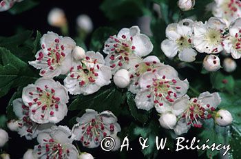głóg dwuszyjkowy Crataegus oxyacantha
