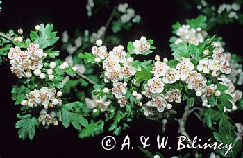 głóg dwuszyjkowy Crataegus oxyacantha
