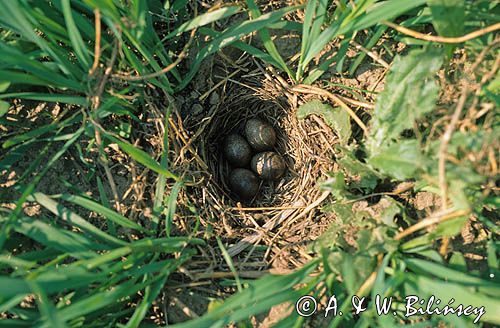 jaja w gnieździe skowronka, Alauda arvensis
