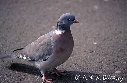 gołąb grzywacz columba palumbus