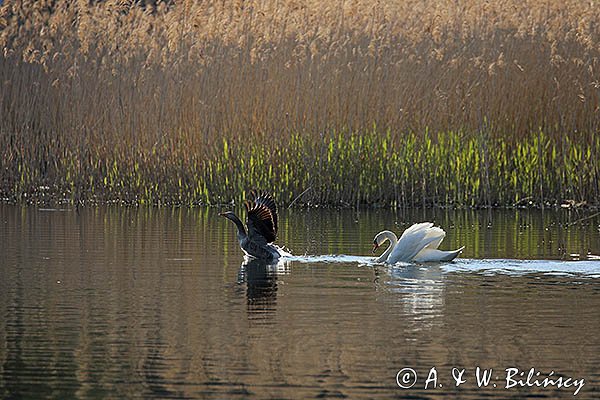 Gęś gęgawa, gęgawa, Anser anser i łabędź niemy, Cygnus olor