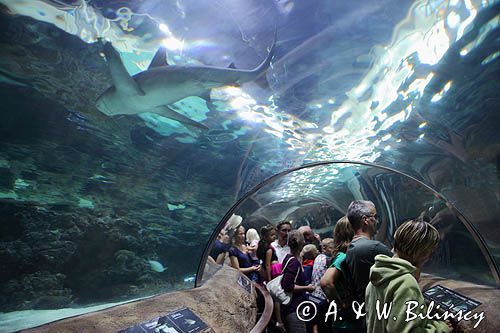 Akwarium morskie Centrum Kattegatu w Grenaa, Jutlandia, Kattegat, Dania
