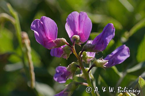 Lathyrus japonicus ssp. maritimus groszek nadmorski) , Lathyrus maritimus