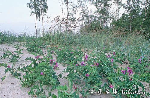 Groszek nadmorski, Lathyrus Maritimus l.) Big.