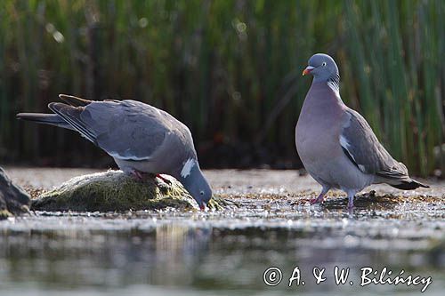 Gołąb grzywacz, grzywacz, Columba palumbus