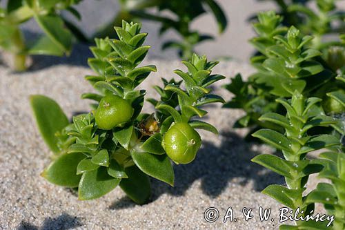 Honckenya peploides honkenia piaskowa) ,
