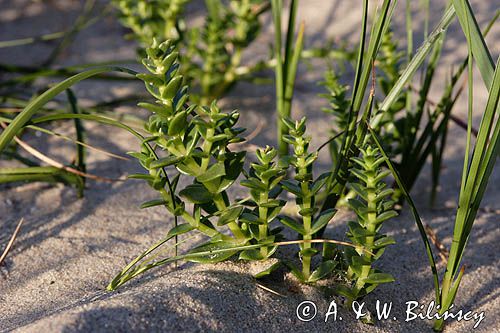 Honckenya peploides honkenia piaskowa) ,