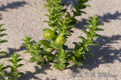 Honckenya peploides honkenia piaskowa) , owoce