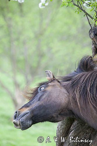 hucuł Otryt wiosennie, Bieszczady