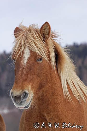 hucuł, Bieszczady, Stadnina Koni huculskich Tabun
