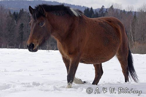 hucuł, Bieszczady, Stadnina Koni huculskich Tabun