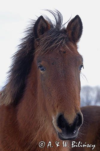 hucuł, Bieszczady, Stadnina Koni huculskich Tabun