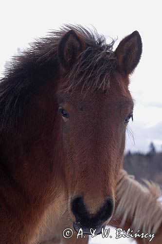 hucuł, Bieszczady, Stadnina Koni huculskich Tabun